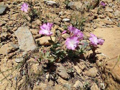Epilobium siskiyouense, photographed by Rick Mandel