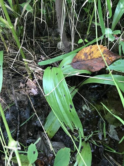 Platanthera flava, photographed by Summit Metro Parks