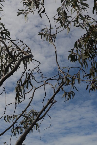Eucalyptus luehmanniana, photographed by ronavery