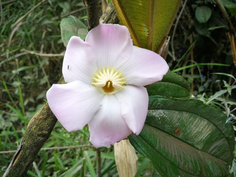 Blakea eriocalyx, photographed by sandy-espinozaf