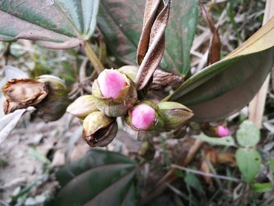 Blakea eriocalyx, photographed by sandy-espinozaf