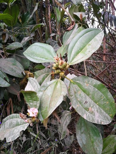 Blakea eriocalyx, photographed by sandy-espinozaf