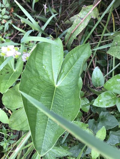Sagittaria australis, photographed by Brandon Wheeler