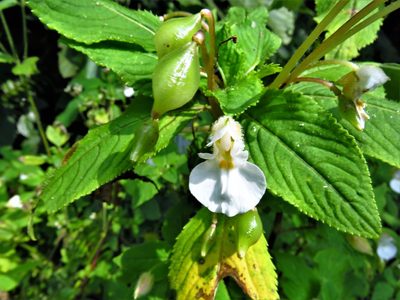 Impatiens burtonii, photographed by Annika Lindqvist
