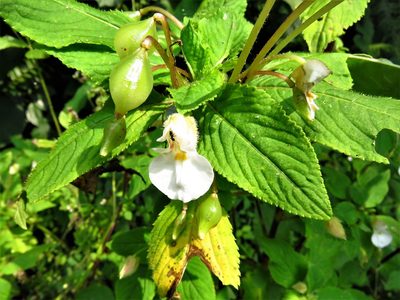 Impatiens burtonii, photographed by Annika Lindqvist