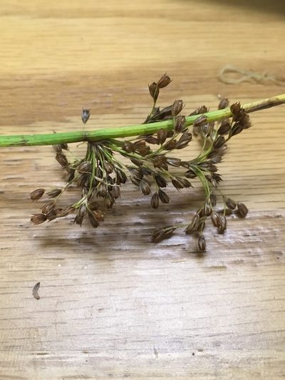 Juncus pylaei, photographed by naturalist charlie