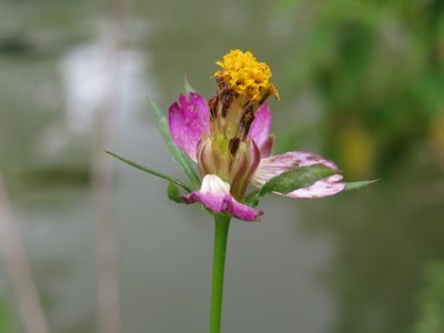 Cosmos caudatus, photographed by Diogo Luiz