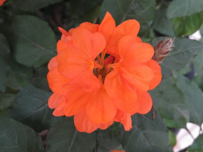 Crossandra infundibuliformis, photographed by Diogo Luiz