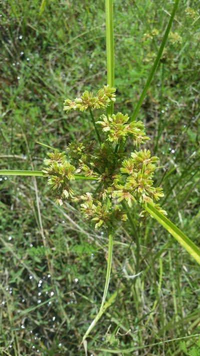 Cyperus distinctus, photographed by Jay Horn