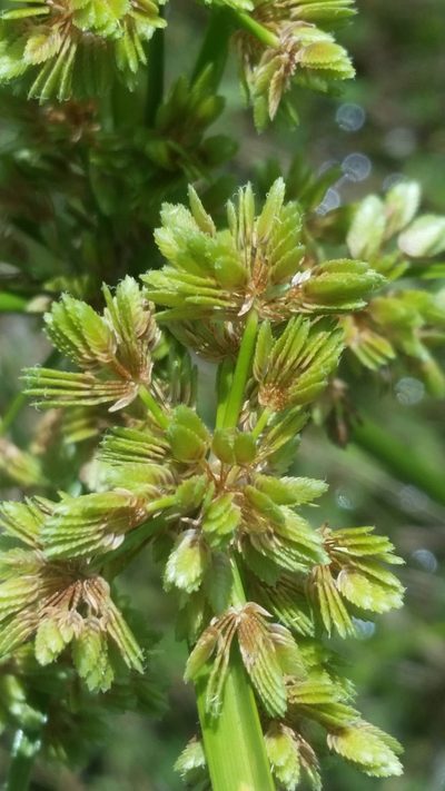 Cyperus distinctus, photographed by Jay Horn