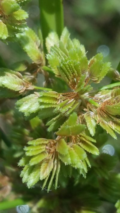 Cyperus distinctus, photographed by Jay Horn