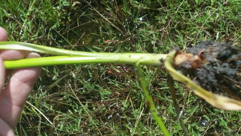 Cyperus distinctus, photographed by Jay Horn