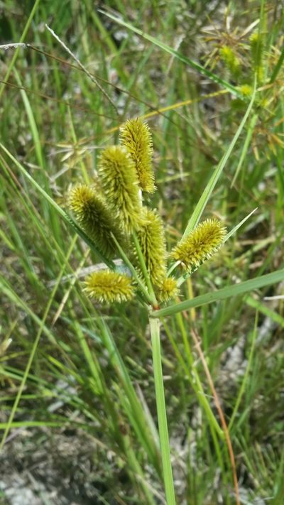 Cyperus ovatus, photographed by Jay Horn