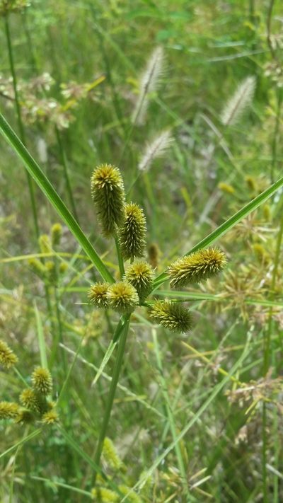 Cyperus ovatus, photographed by Jay Horn