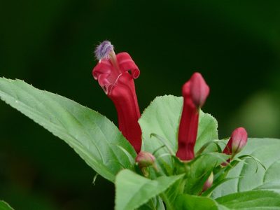 Centropogon cornutus, photographed by Dan Riley