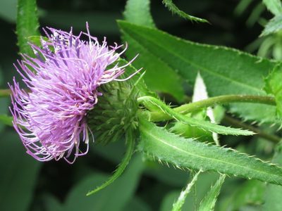 Cirsium vlassovianum, photographed by Repina Tatyana