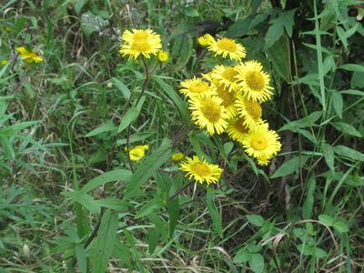 Inula japonica, photographed by Repina Tatyana