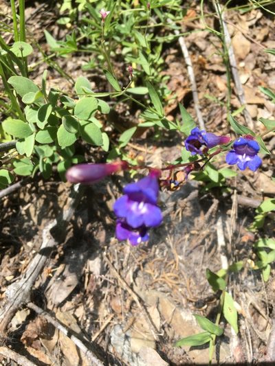 Penstemon azureus, photographed by brettaugust