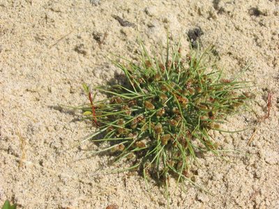 Cyperus subsquarrosus