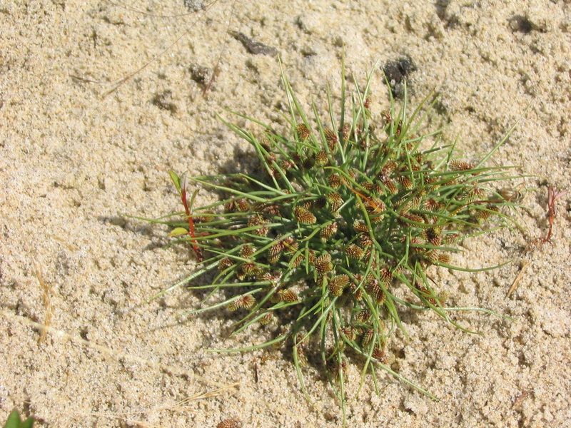 Cyperus subsquarrosus, photographed by Allan Harris