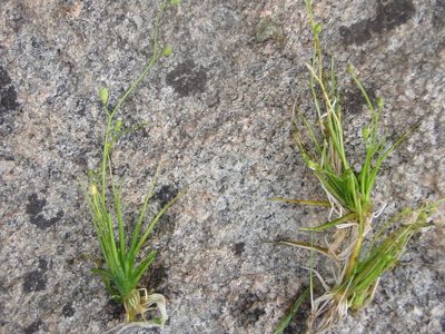 Subularia aquatica, photographed by Allan Harris