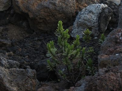 Dubautia menziesii, photographed by Paul Prior