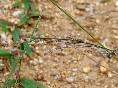 Eragrostis unioloides, photographed by Ong Jyh Seng