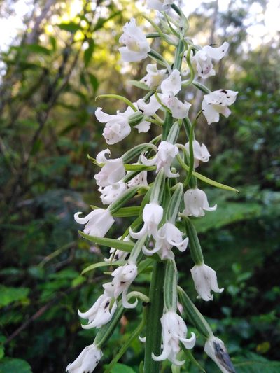 Calanthe calanthoides, photographed by Esteban Pelaez