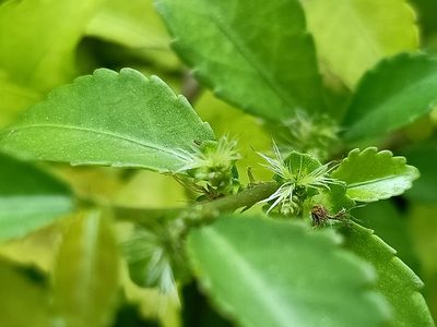 Acalypha siamensis, photographed by Ong Jyh Seng
