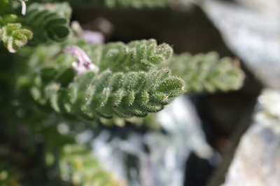Polemonium eddyense, photographed by Rick Mandel