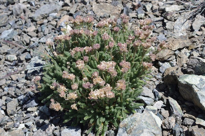 Polemonium eddyense, photographed by Rick Mandel