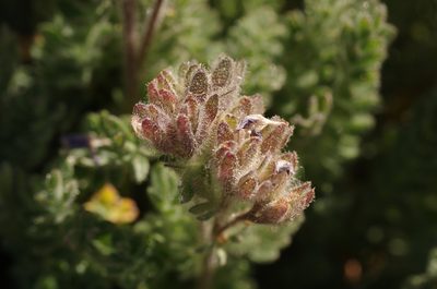 Polemonium eddyense, photographed by Rick Mandel
