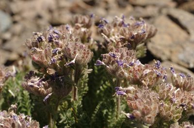 Polemonium eddyense, photographed by Rick Mandel