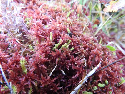Sphagnum warnstorfii, photographed by Wouter Koch