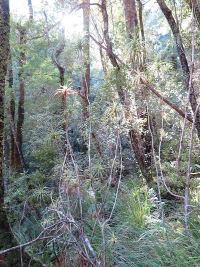 Dracophyllum townsonii, photographed by Alice Shanks