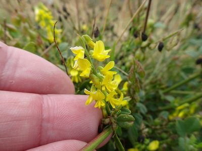 Melilotus altissimus, photographed by Robert H. Wardell
