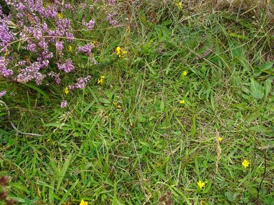 Juncus acutiflorus, photographed by Robert H. Wardell