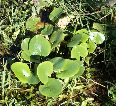 Caldesia parnassifolia, photographed by Wilderness Safaris Botswana - Conservation Team