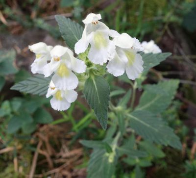 Galeopsis segetum, photographed by agujaceratops