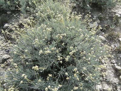 Parthenium argentatum, photographed by Leticia Jiménez Hernández