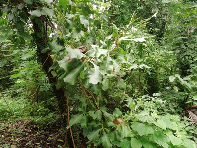 Careya arborea, photographed by Manoj Karingamadathil