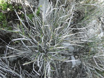 Ephedra compacta, photographed by Leticia Jiménez Hernández