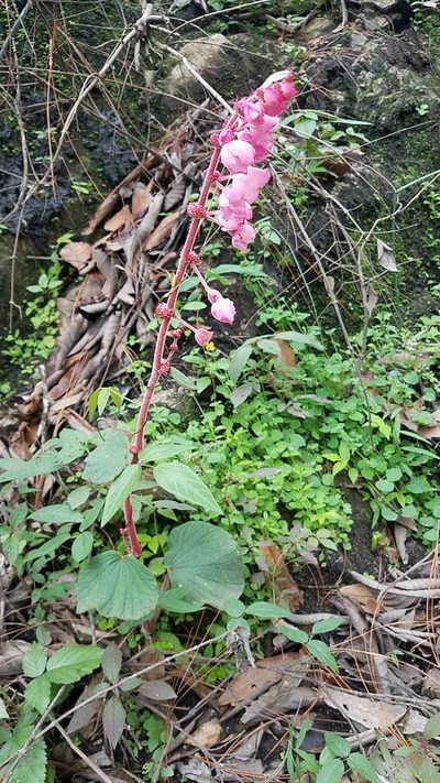 Begonia balmisiana, photographed by Alan Rockefeller
