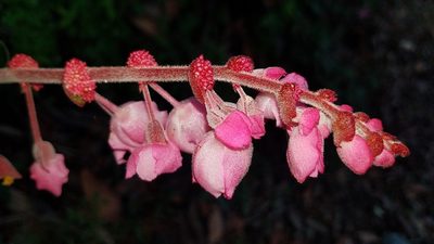 Begonia balmisiana, photographed by Alan Rockefeller
