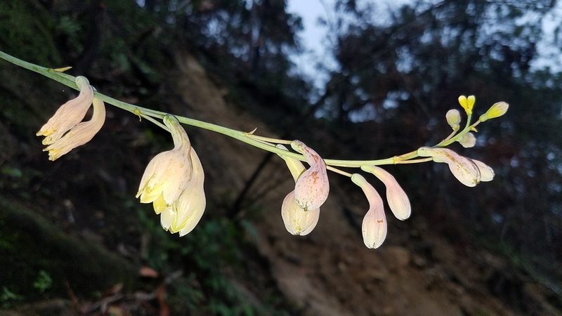 Agave bulliana, photographed by Alan Rockefeller