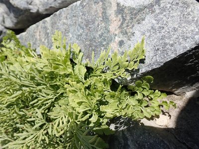 Cryptogramma cascadensis, photographed by John Brew