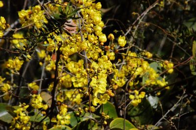 Banisteriopsis anisandra, photographed by Douglas