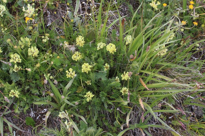 Oxytropis kubanensis, photographed by Dmitriy Bochkov