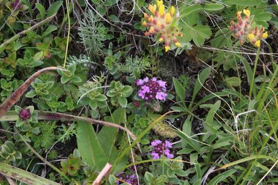 Thymus nummularius, photographed by Dmitriy Bochkov