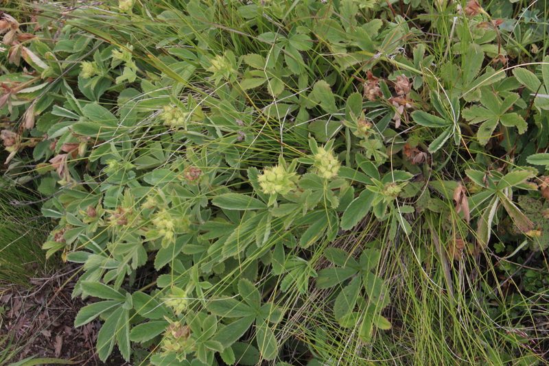 Potentilla brachypetala, photographed by Dmitriy Bochkov